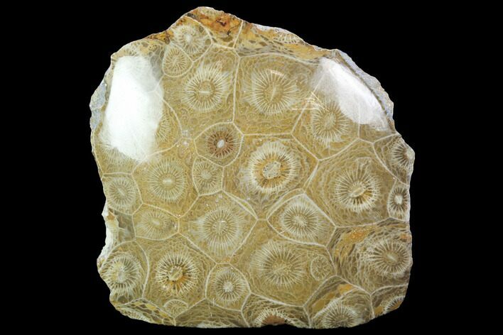 Polished Fossil Coral (Actinocyathus) - Morocco #100627